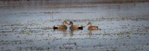 Duck Hunting Season in Alabama: Season Dates, Bag Limits, and More photo