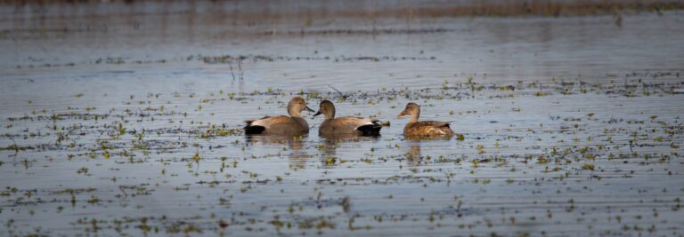Wheeler National Wildlife Refuge Ducks