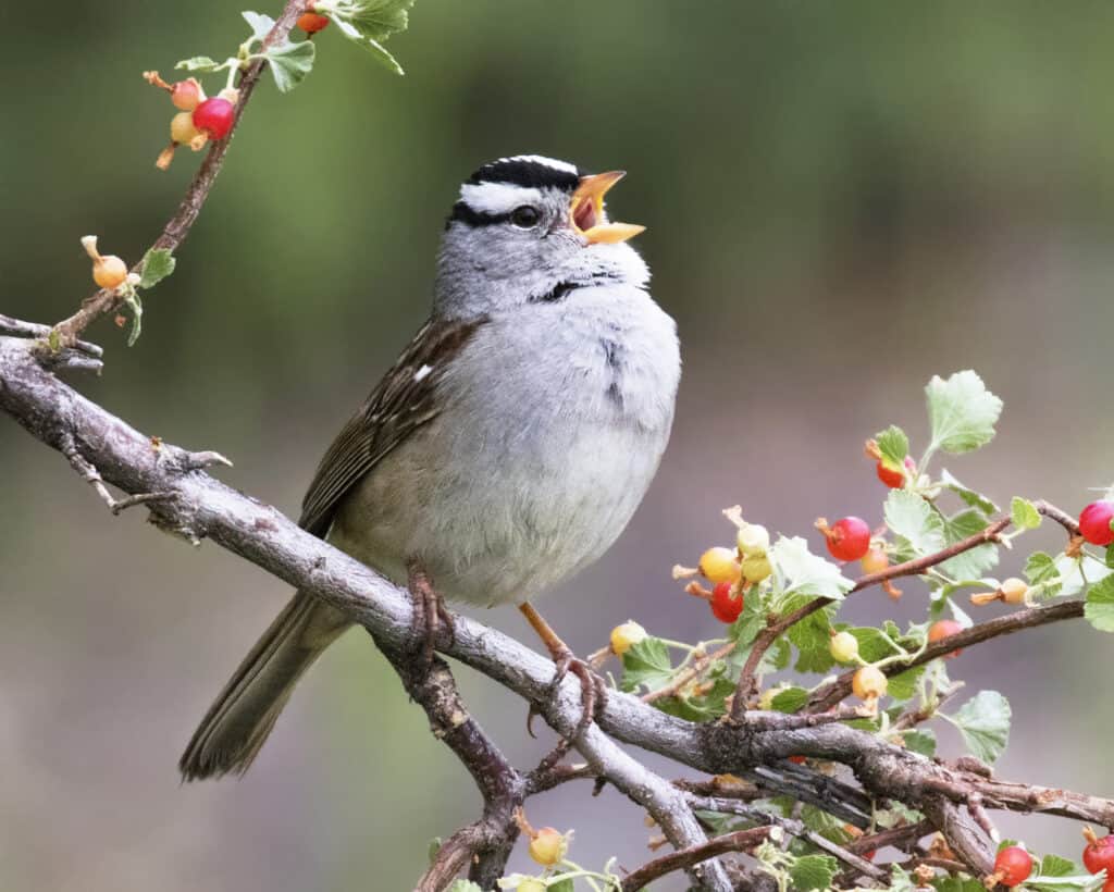 White-crowned sparrow sitting in a flowering tree, surrounded by flowers and berries. It has its mouth open in song.
