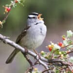 White-crowned Sparrow