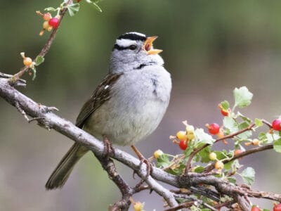 A White-Crowned Sparrow
