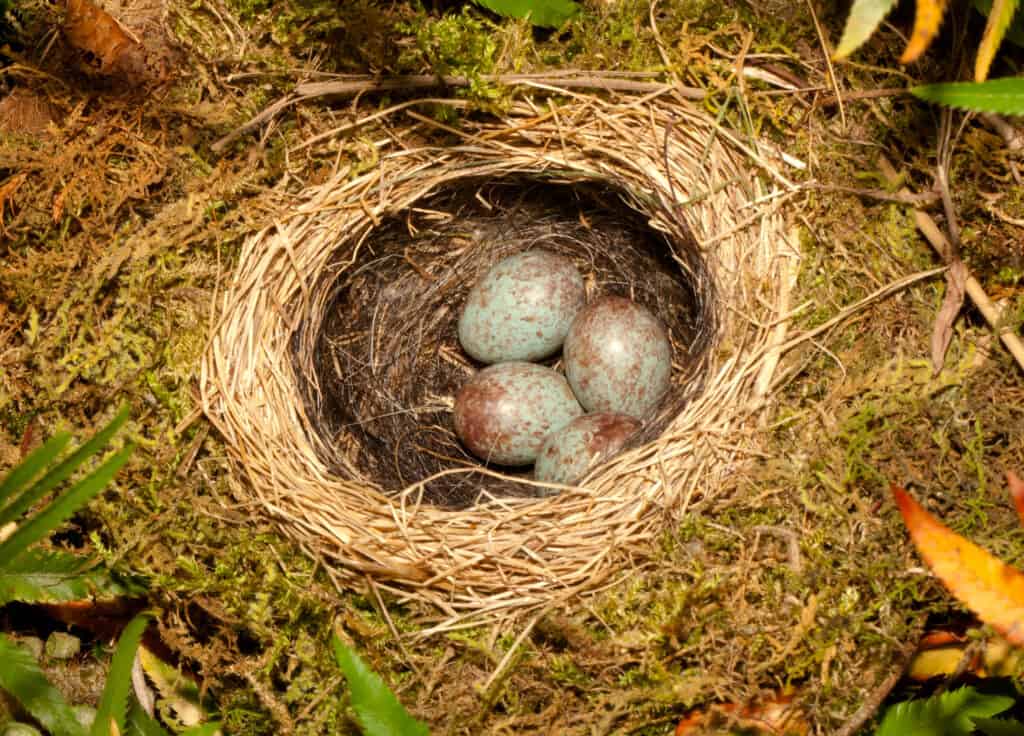 field sparrow eggs