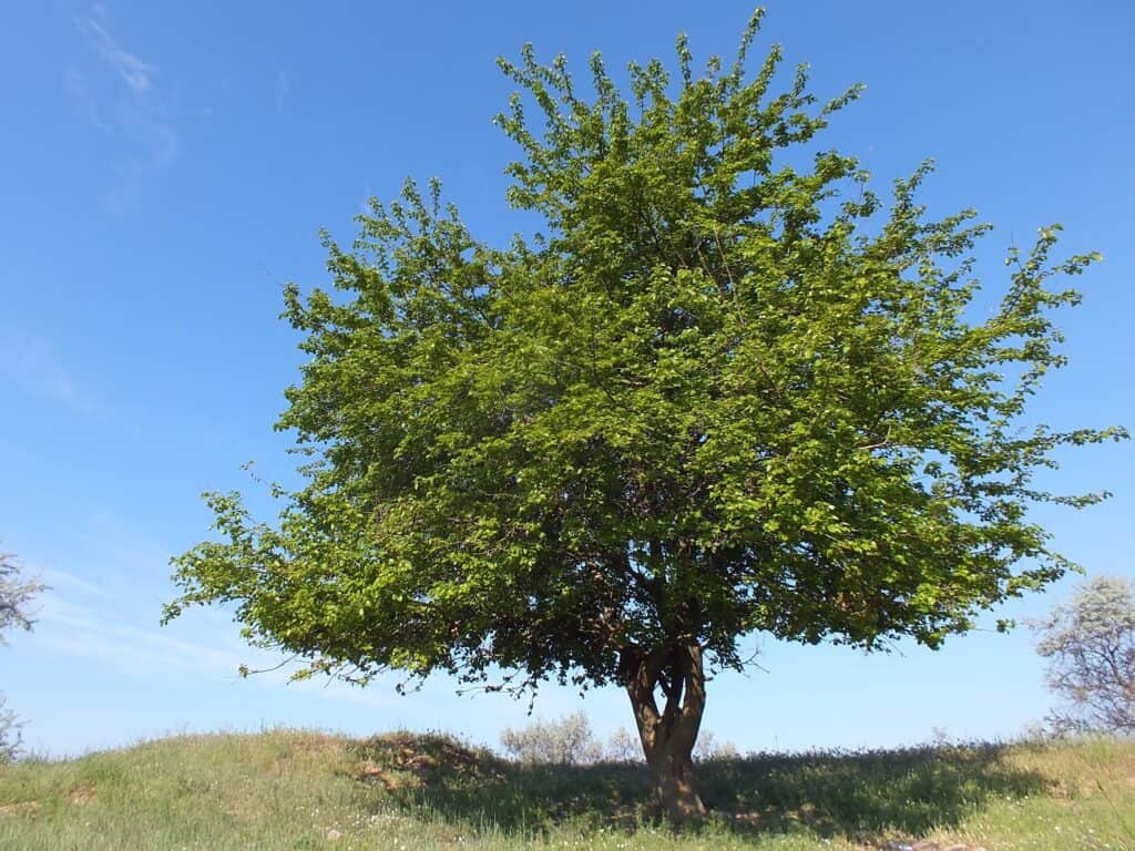 Mulberry tree in steppe