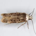 White-shouldered house moth