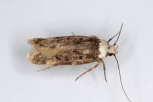 5 Types of Moths in Your House: Identification and Removal Tips Picture