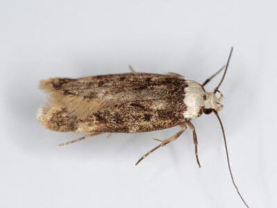 A White-shouldered House Moth