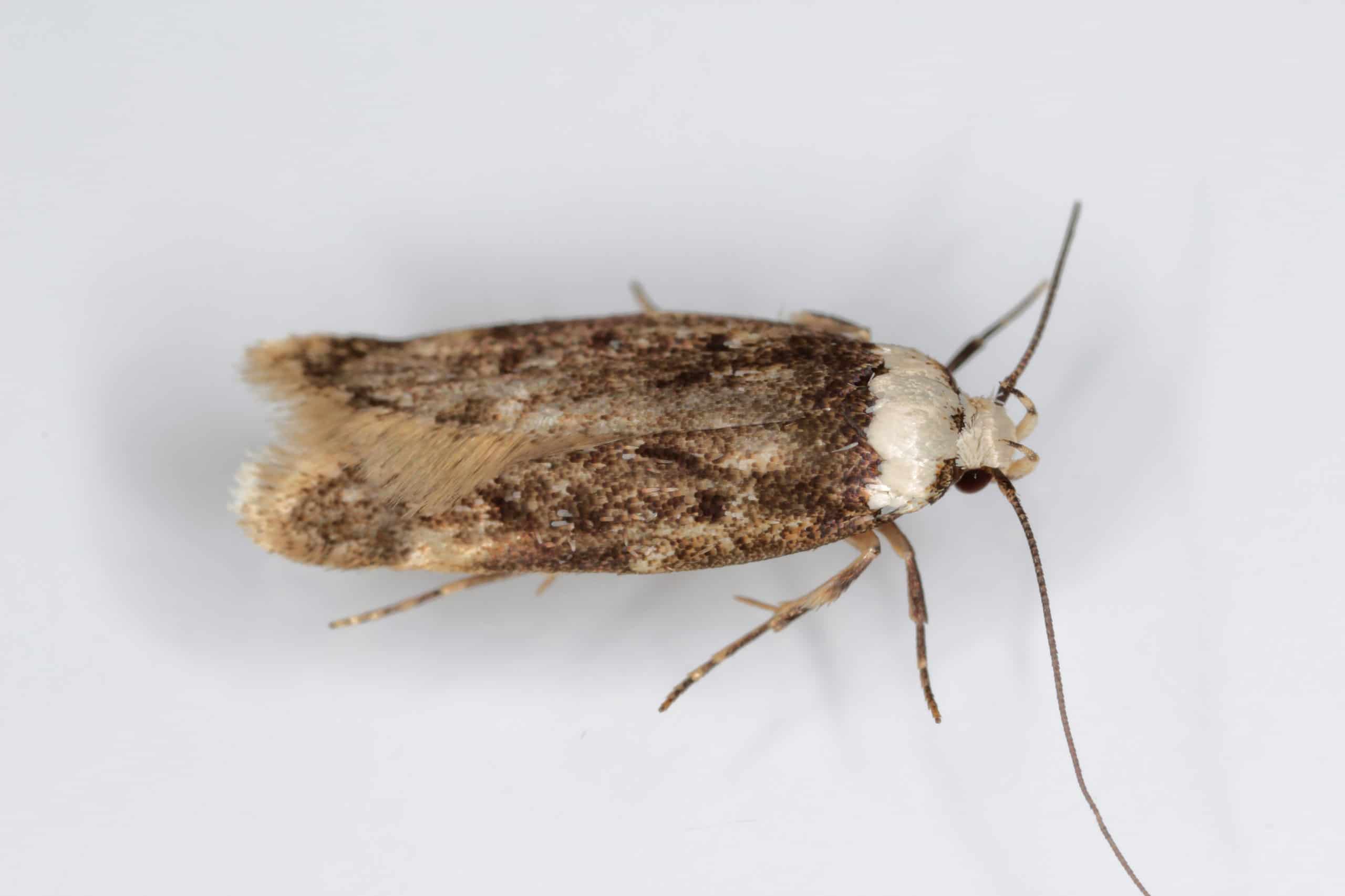 white shouldered house moth