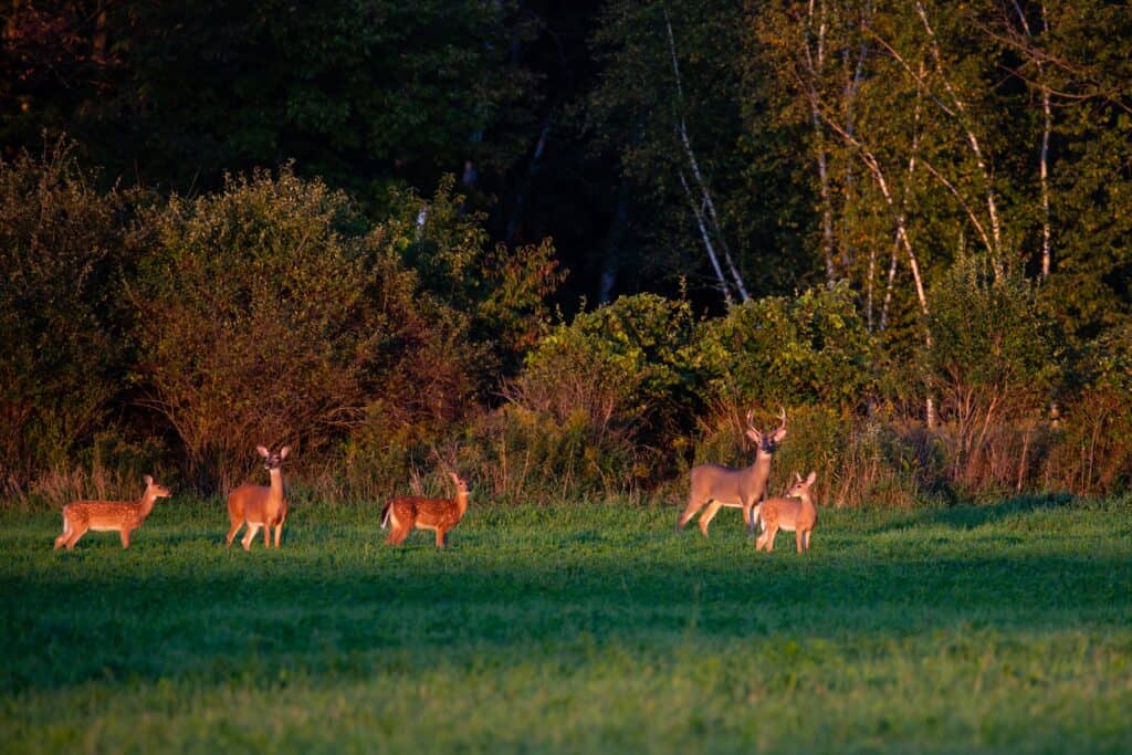 White-Tailed Deer