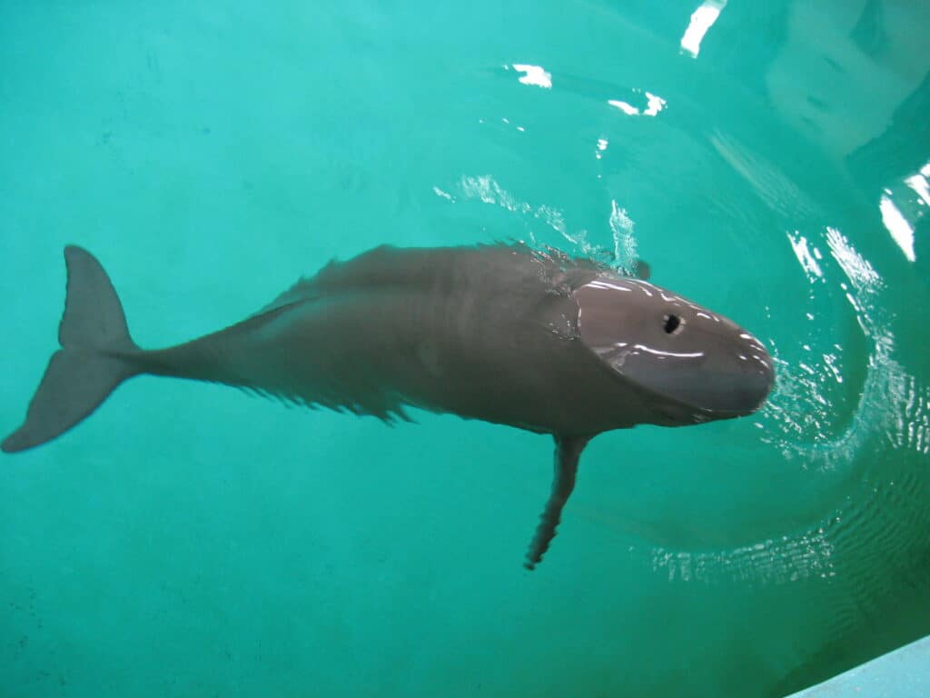 Yangtze Finless Porpoise