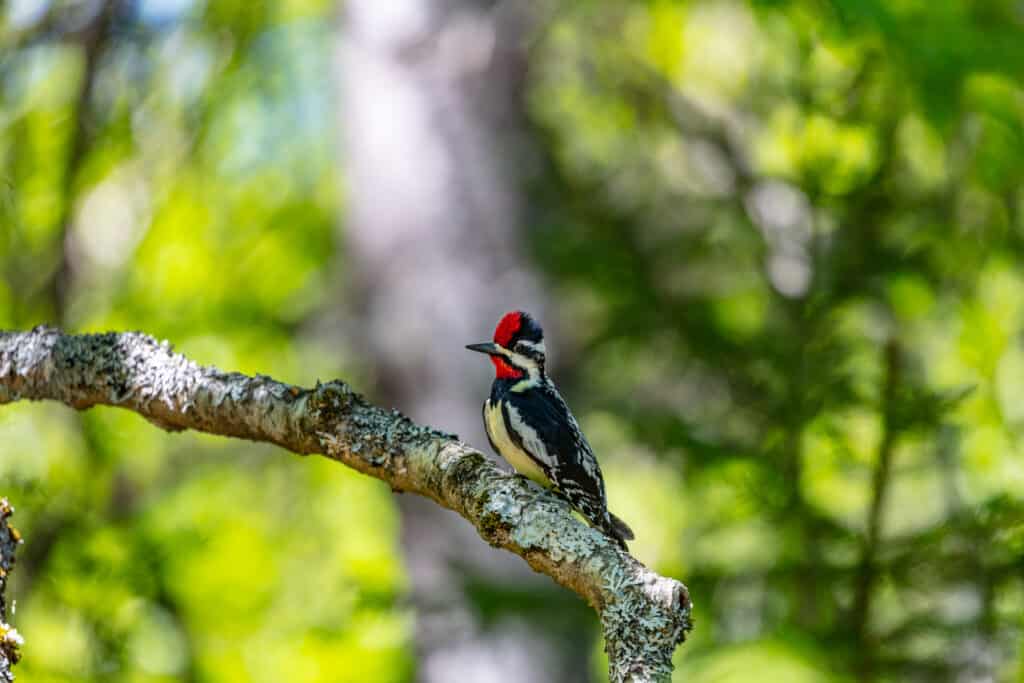 Yellow-belly sapsucker