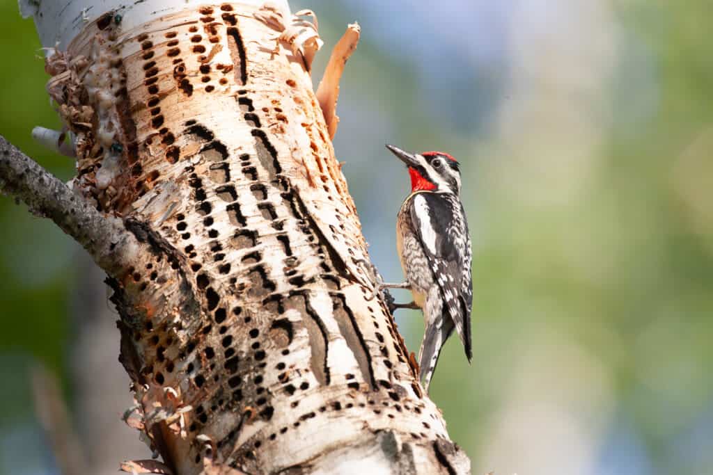 Yellow-belly sapsucker