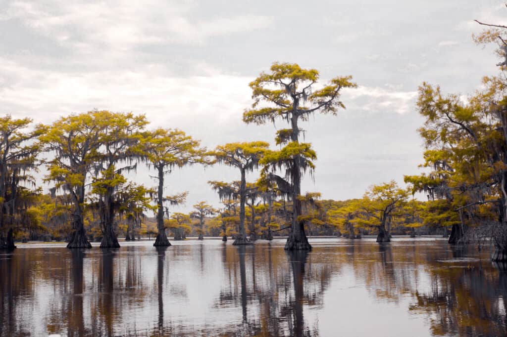 Caddo Lake, located in the northwest corner of Louisiana.