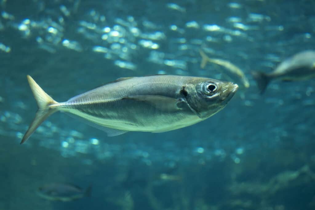 Yellowfin horse mackerel