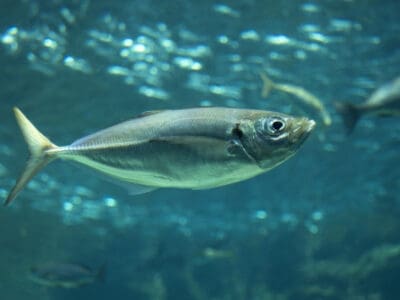 A Horse Mackerel