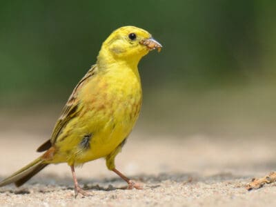 Yellowhammer Picture