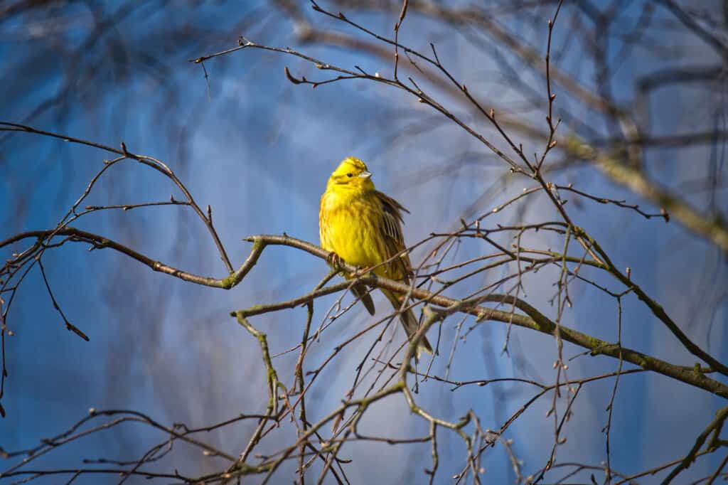 Yellowhammer