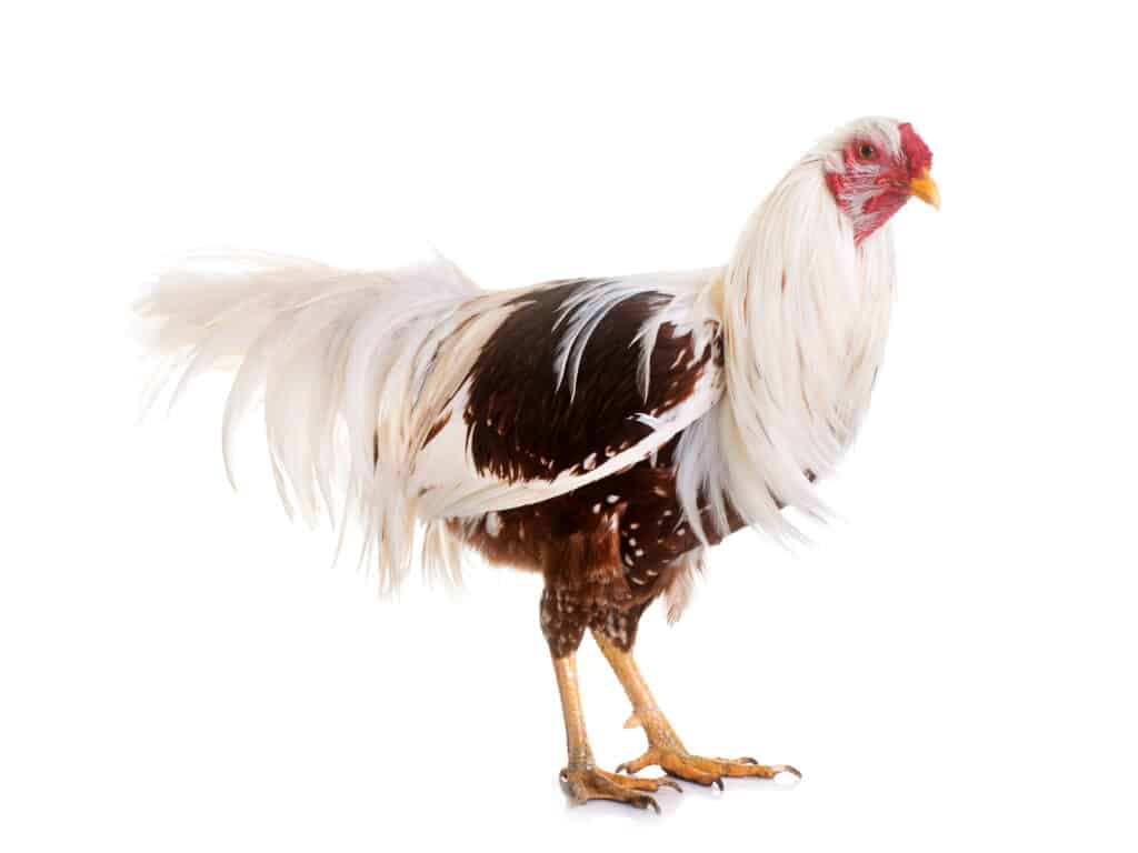 Yokohama chicken