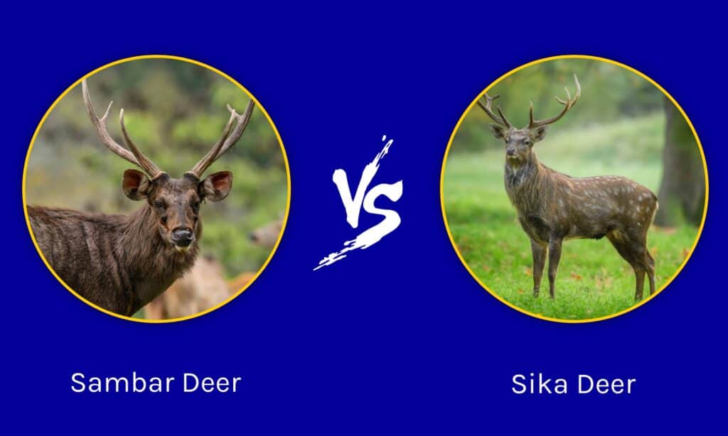 Sambar Deer vs Sika Deer