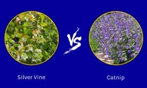 Silver vine vs Catnip: What Are The Differences? Picture