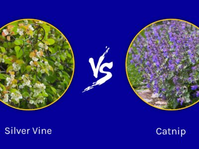 A Silver vine vs Catnip: What Are The Differences?