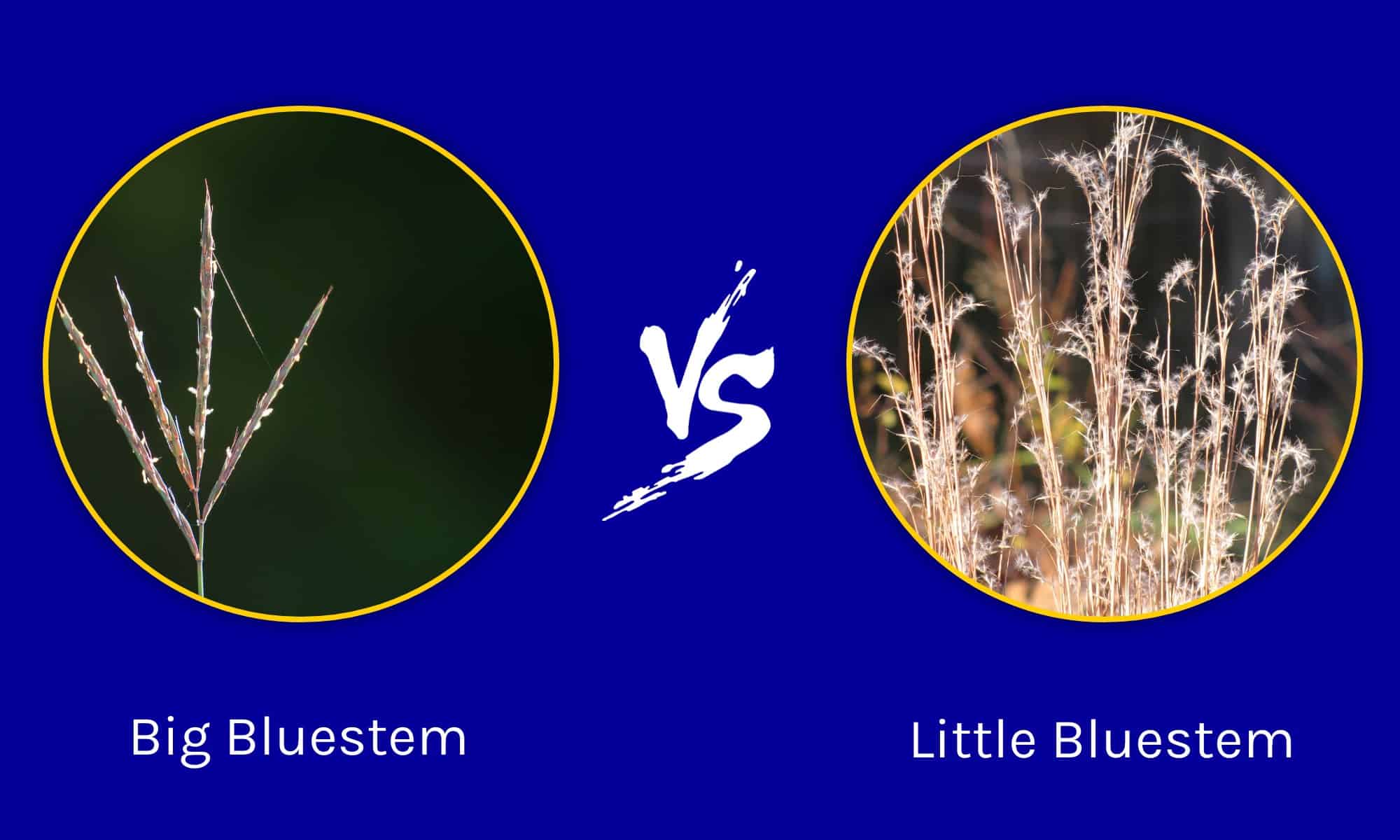 Big Bluestem vs Little Bluestem What’s the Difference?