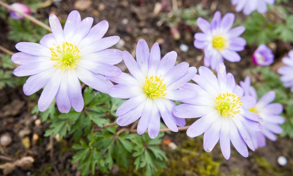 anemone blanda