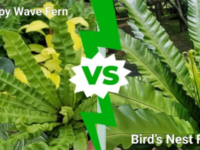 A Crispy Wave Fern vs Bird’s Nest Fern
