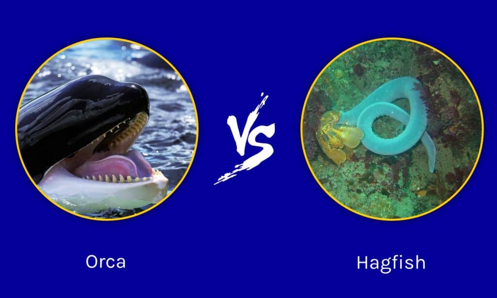 Orca vs Hagfish