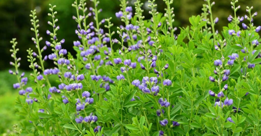 blue false indigo