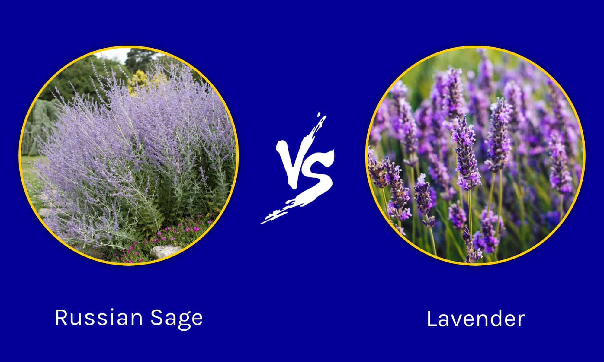 russian-sage-vs-lavender-newagepitbulls