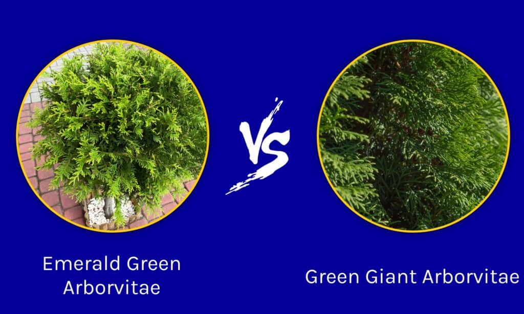 Emerald Green Arborvitae vs. Green Giant: What Are the Differences?