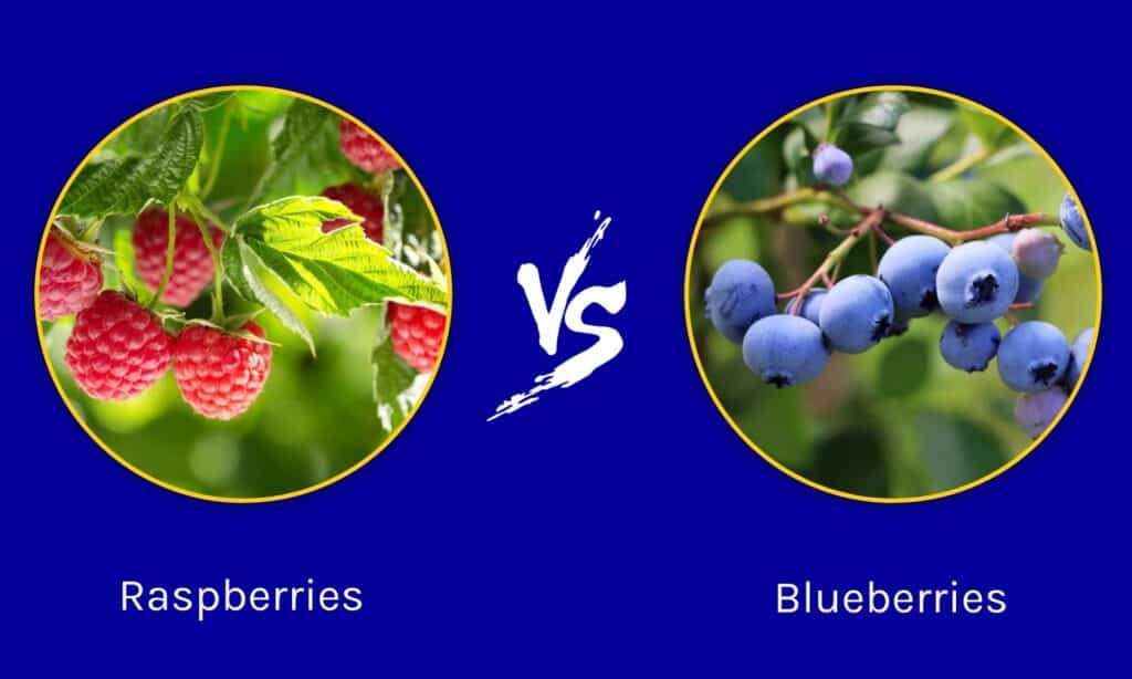 Raspberries vs Blueberries