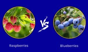 Raspberries vs Blueberries: What Are the Differences? Picture