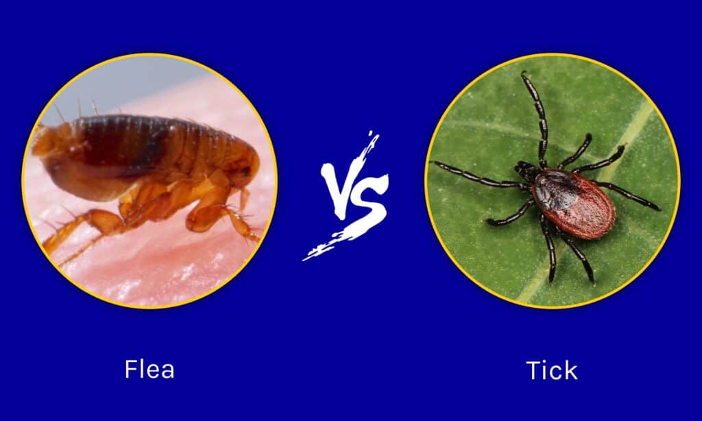 Fleas Vs Ticks What Are Their Differences Az Animals