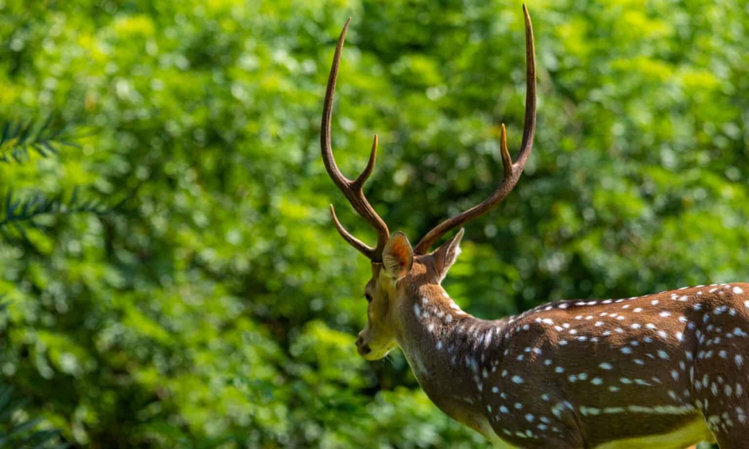 deer-season-in-hawaii-everything-you-need-to-know-to-be-prepared-a-z