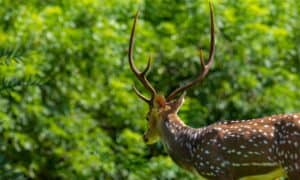 Deer Season In Hawaii: Everything You Need To Know To Be Prepared Picture