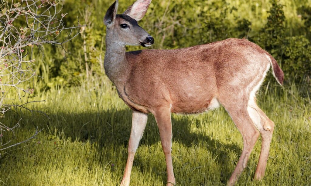 columbia black tailed deer