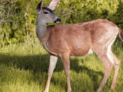 A The 7 Best Deer Cameras You Should Buy