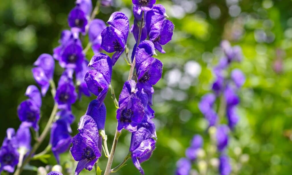 aconitum napellus, or Monkshood in bright purple. A close up shot of the open flowers. 