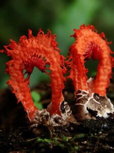How to Get Rid of Stinkhorn Fungi Picture