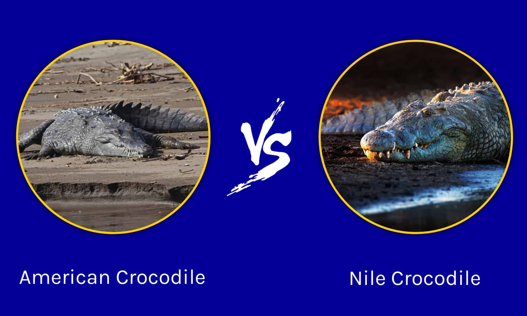 Forkortelse Sund og rask Saga American Crocodile vs. Nile Crocodile: What Are the Differences? - AZ  Animals