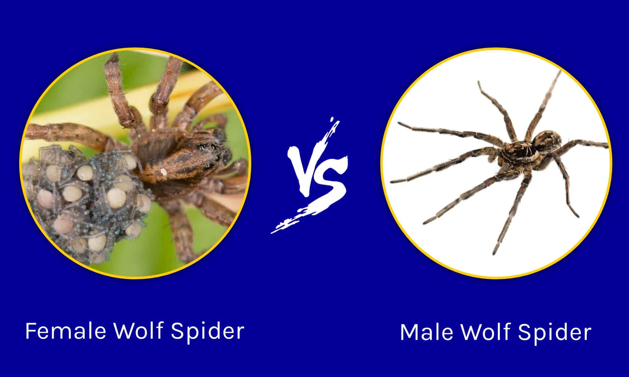 wolf spider size comparison