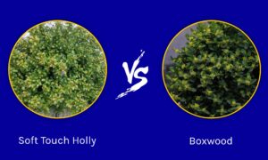 Soft Touch Holly vs Boxwood: What Are The Differences? Picture