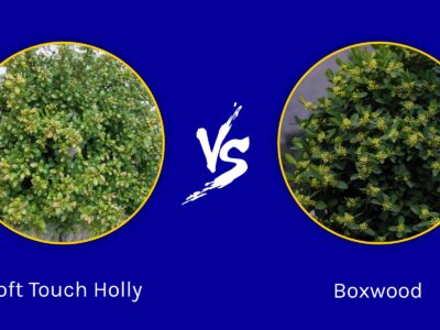 A Soft Touch Holly vs Boxwood: What Are The Differences?