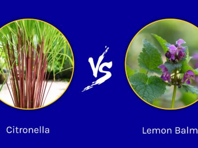 A Citronella vs Lemon Balm: What Are The Differences?