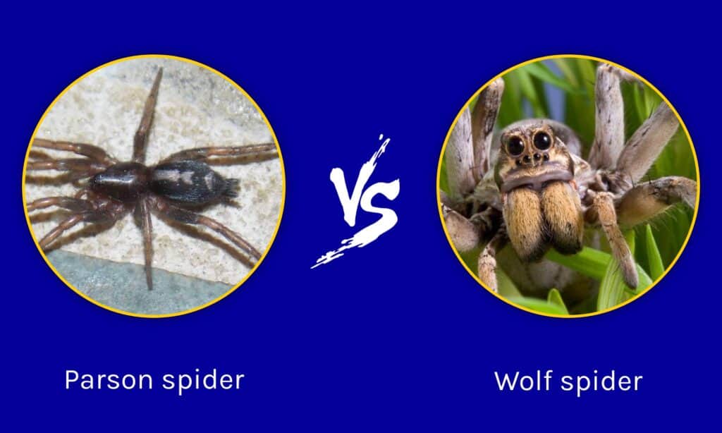 Comparing Tarantula Spiders and Wolf Spiders: What's the Difference?