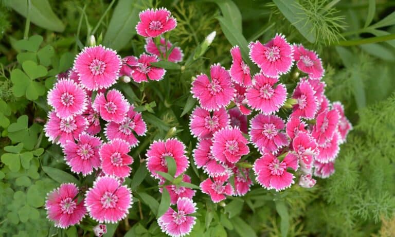dianthus flower