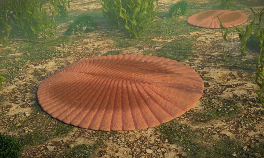 dickinsonia - the 567 million year old animal that looked like a leaf