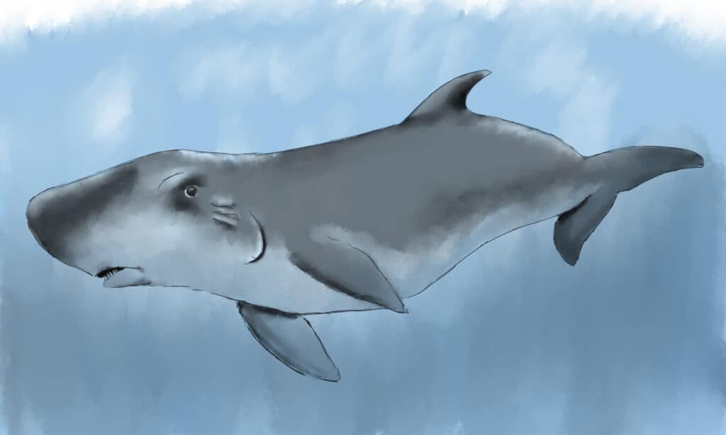 Dwarf Sperm Whale Illustration