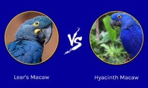 Lear’s Macaw vs. Hyacinth Macaw photo